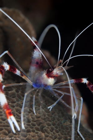 banded coral shrimp, Mactan