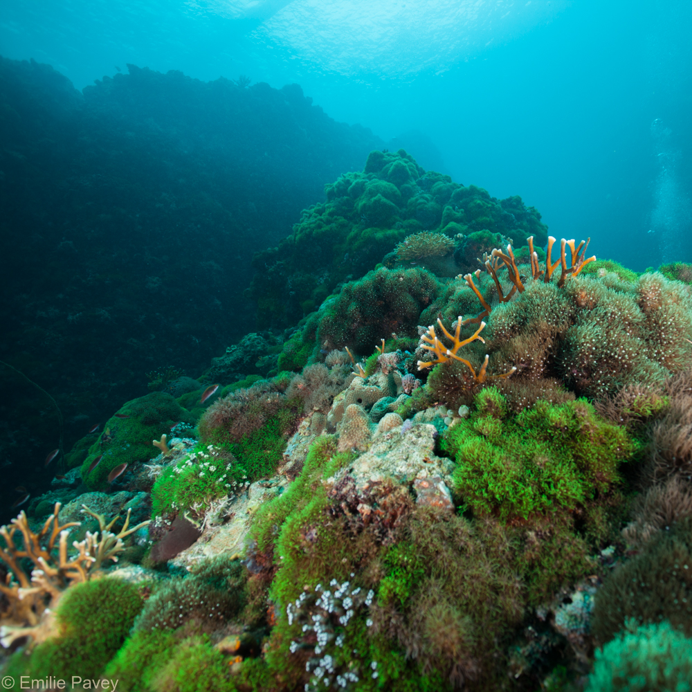 Kerikite Island — dive sites and underwater photos