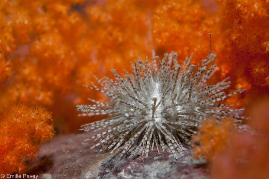 Sea urchin Hong Kong