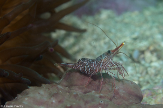 shrimp Hong Kong