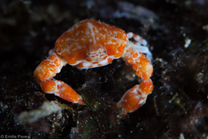 Pebble crab Mactan
