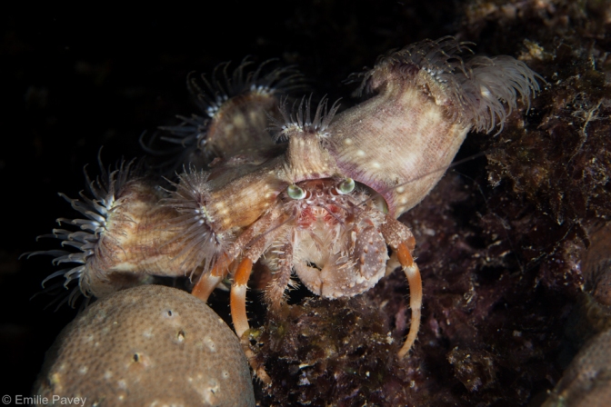 Hermit crab with anemones