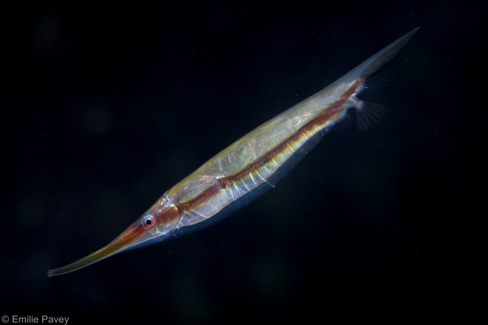 Shrimpfish razorfish Mactan