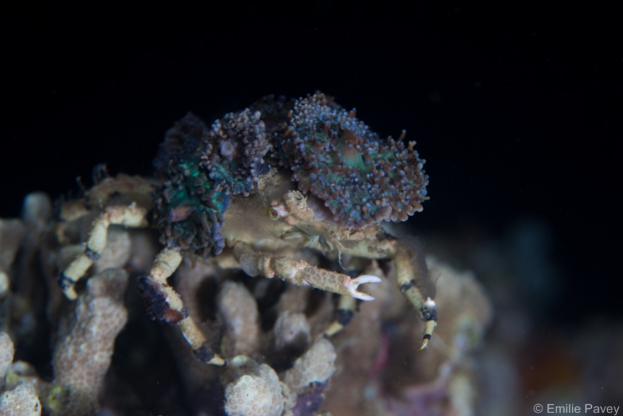 Crab with anemone