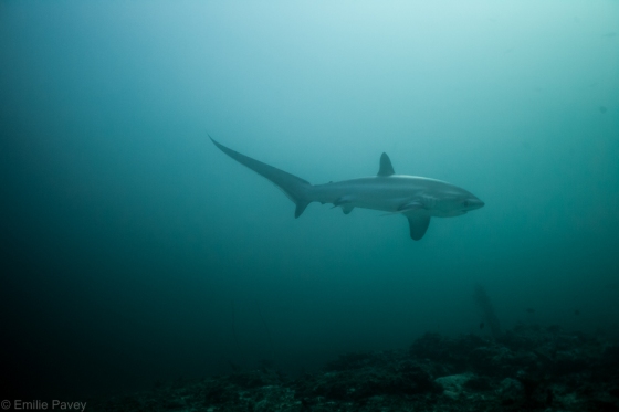 Thresher shark-7938