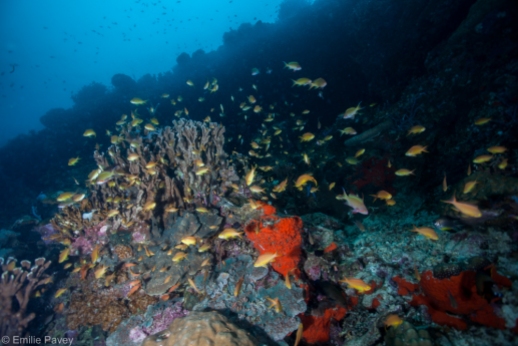 Coral reef Moalboal