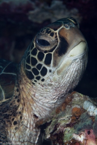 Turtle moalboal