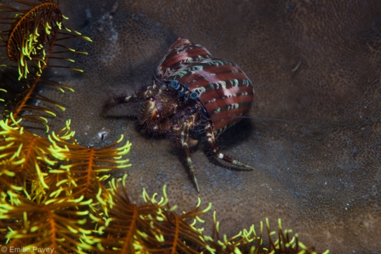 Hermit crab moalboal