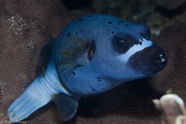 Pufferfish moalboal