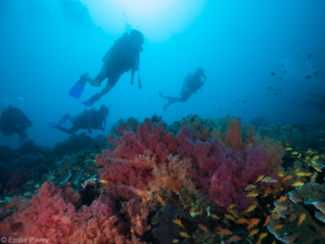 Sunken Island divers moalboal