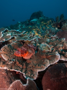 Scorpionfish sunken Island moalboal